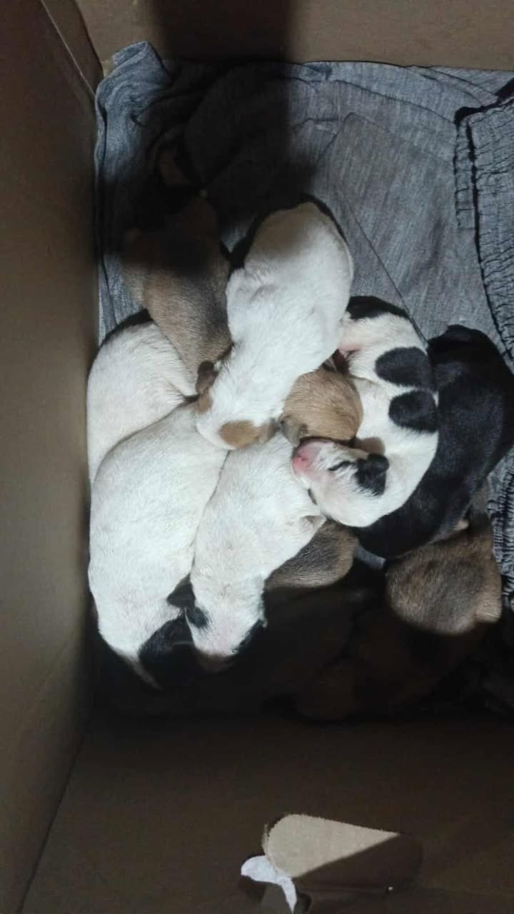 ¡Se busca mamá nodriza!