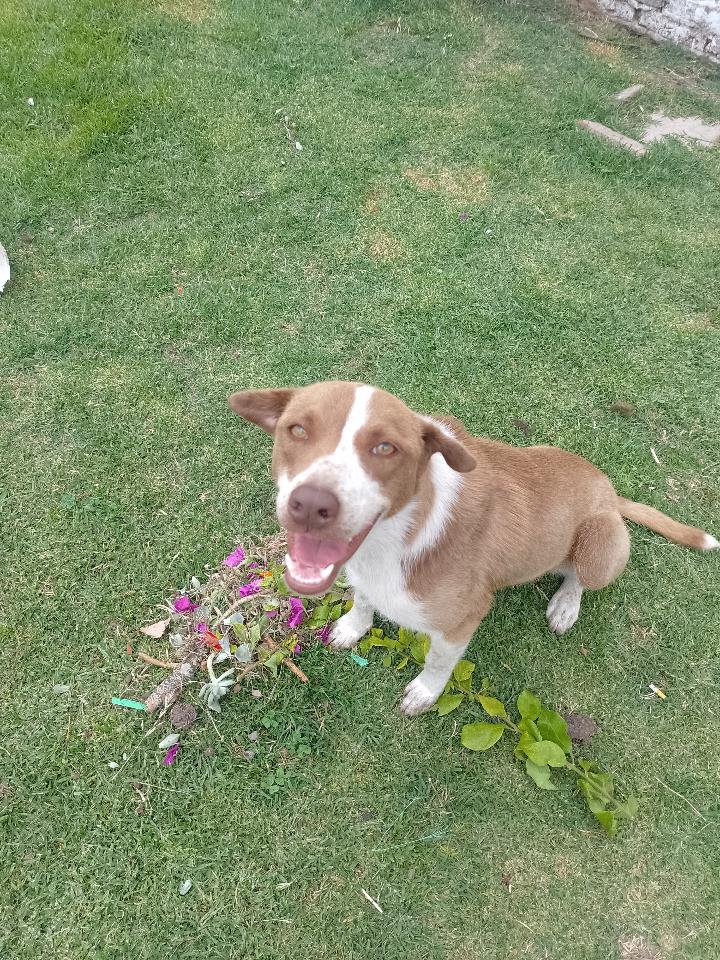 Adopción responsable