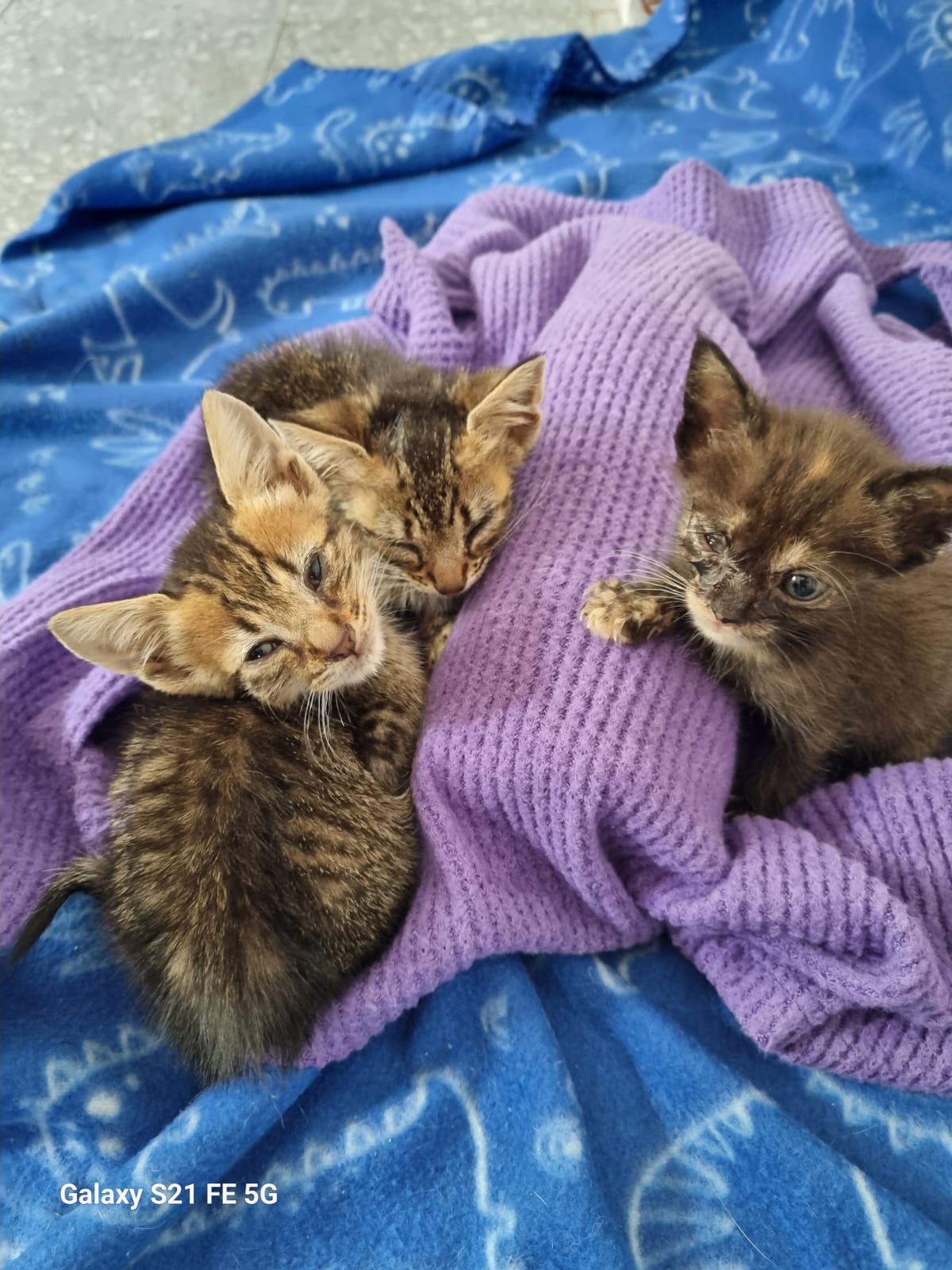 Adopción responsable