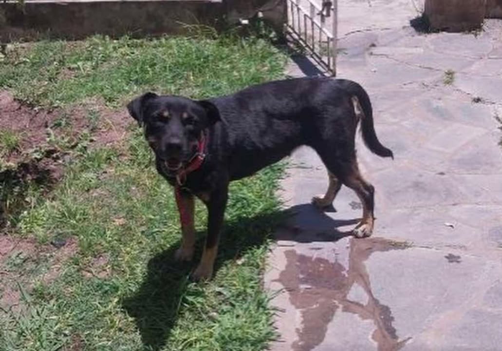 ¿De quién es esta perrita?