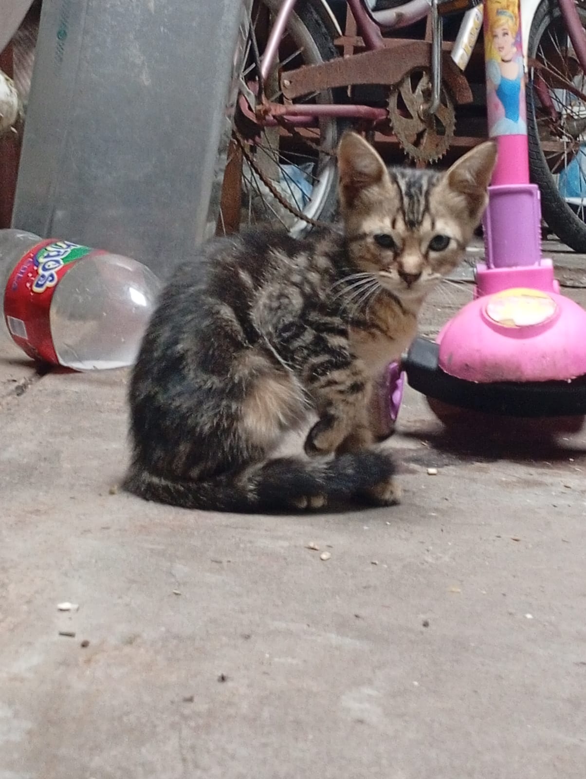 Adopción responsable