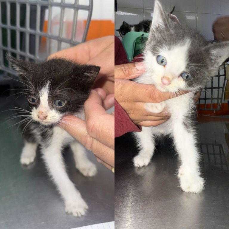 GATITOS EN ADOP11-5626-9391