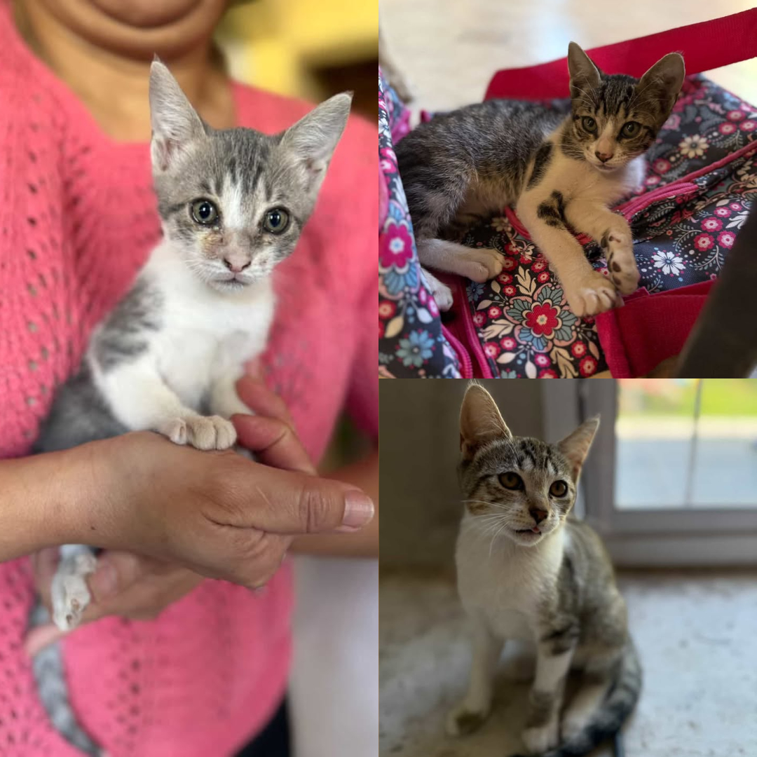 Adopción responsable