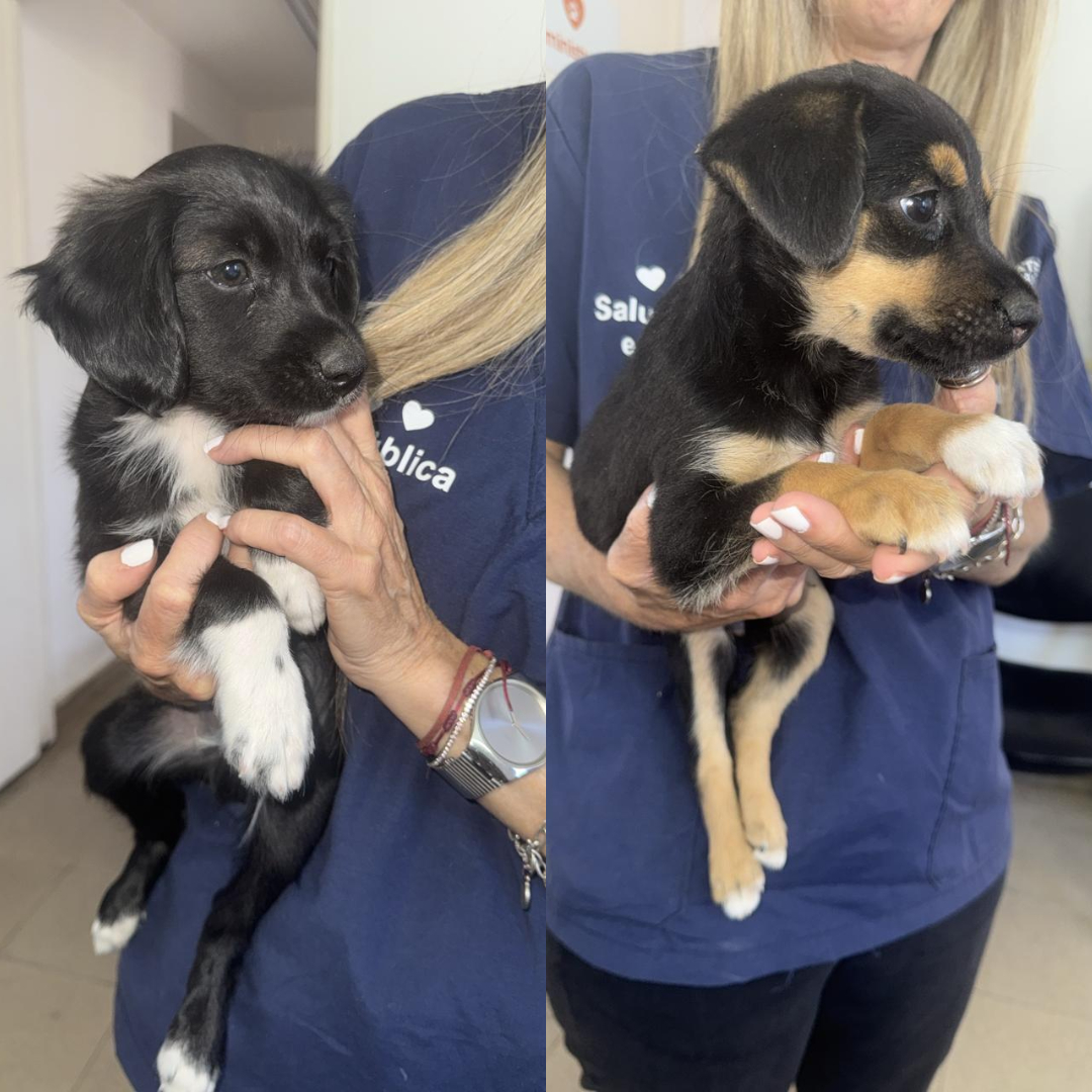 Adopción responsable