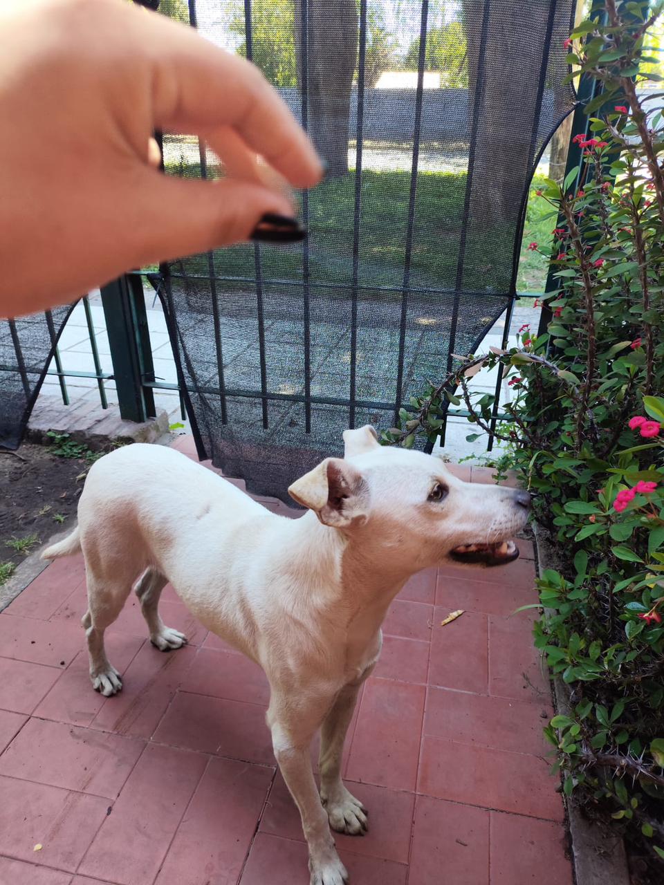 Adopción responsable