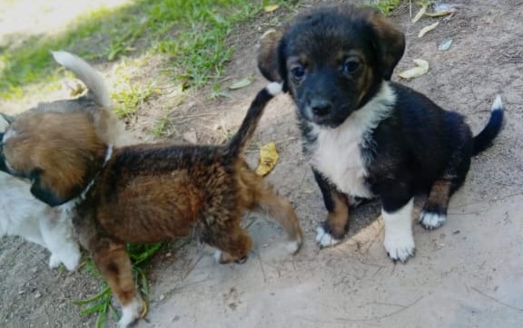 Adopción responsable