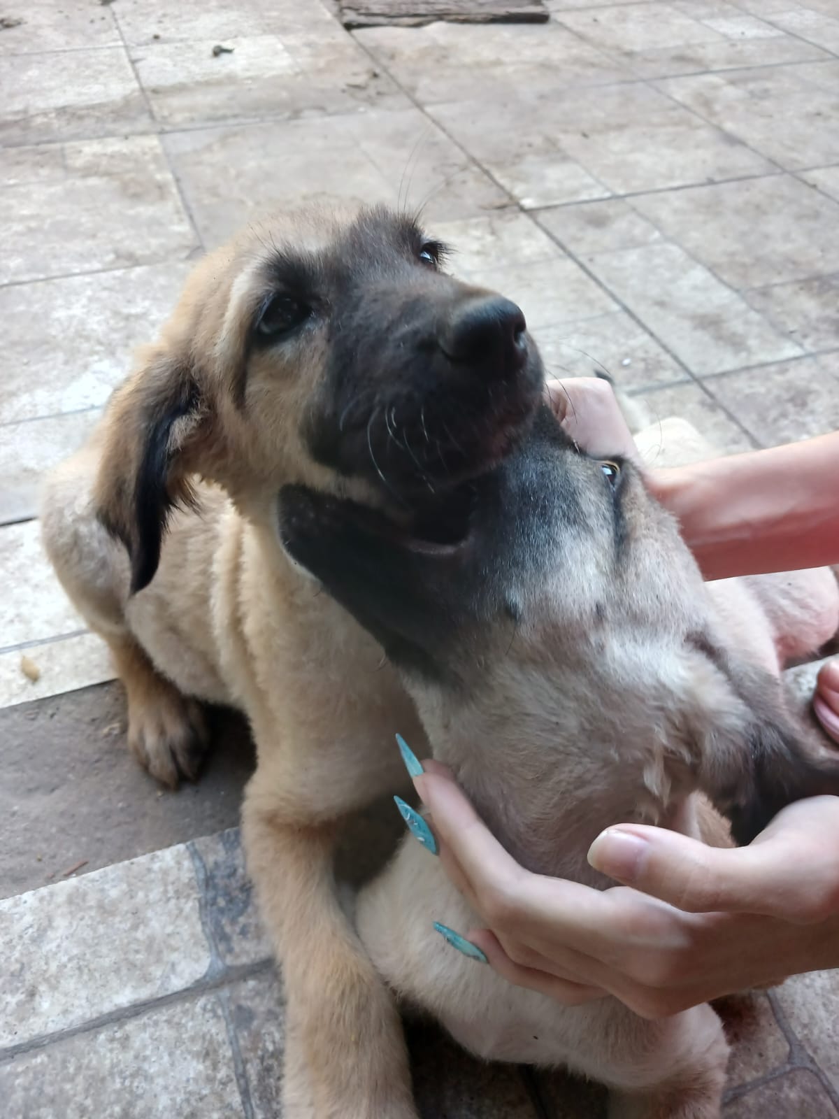 Adopción responsable