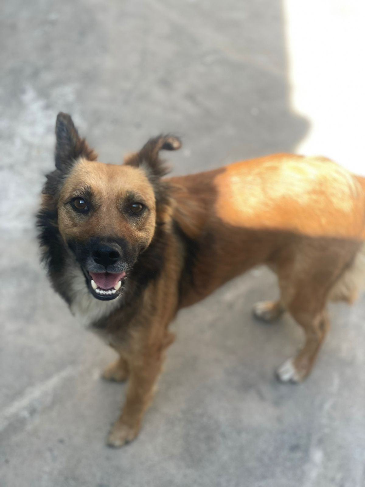 ¿De quién es esta perrita?