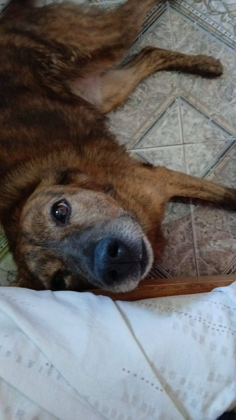 ¡Esta perrita está perdida!