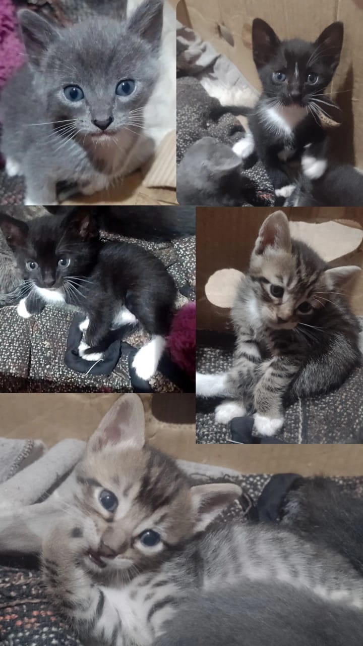 Adopción responsable