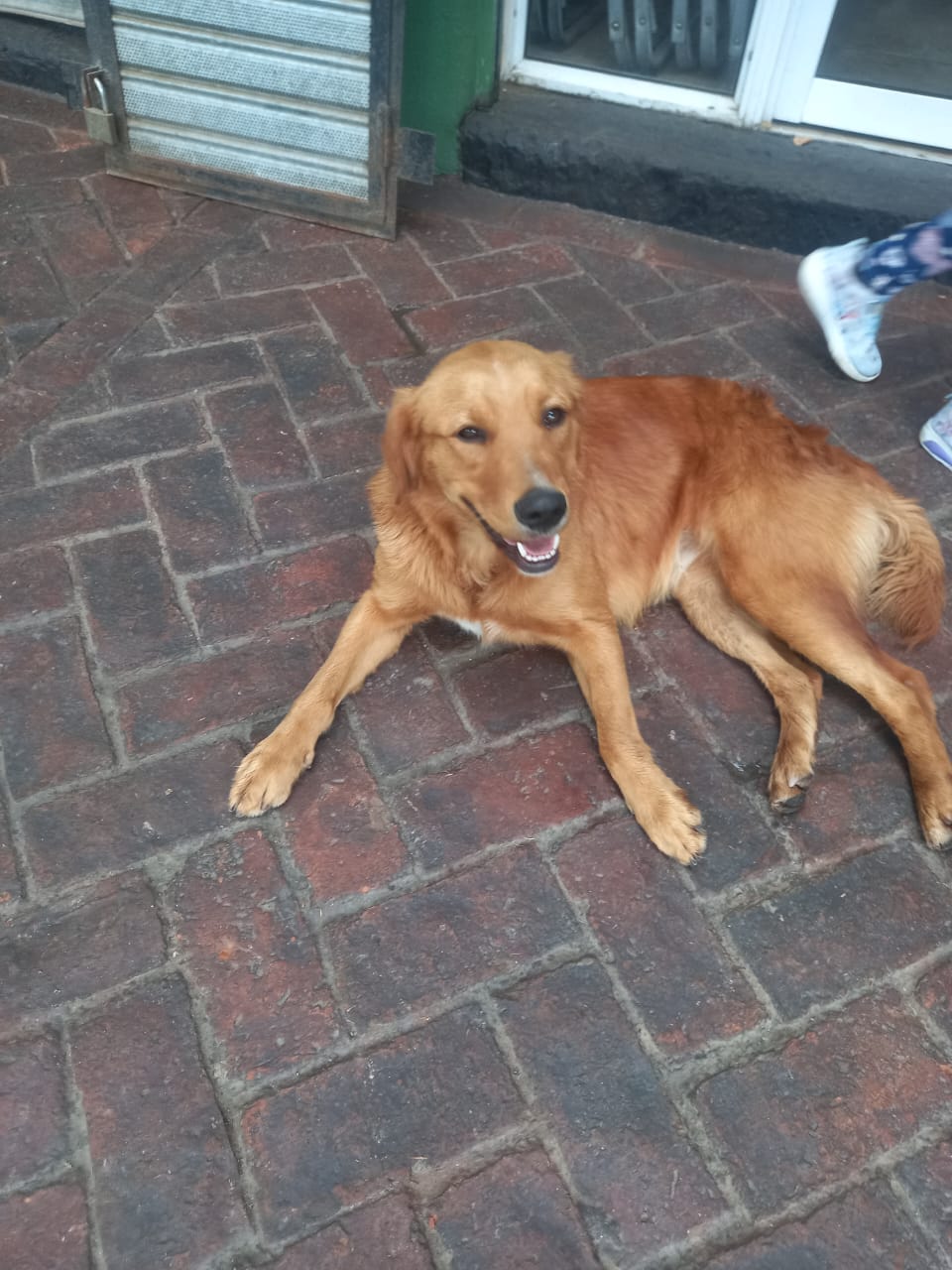 ¡Apareció esta perrita!