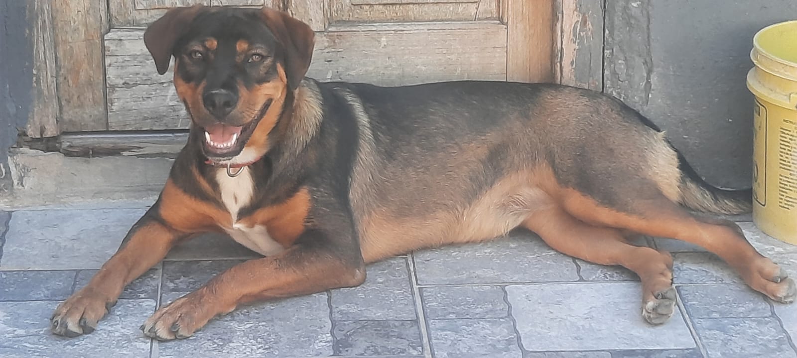 Adopción responsable