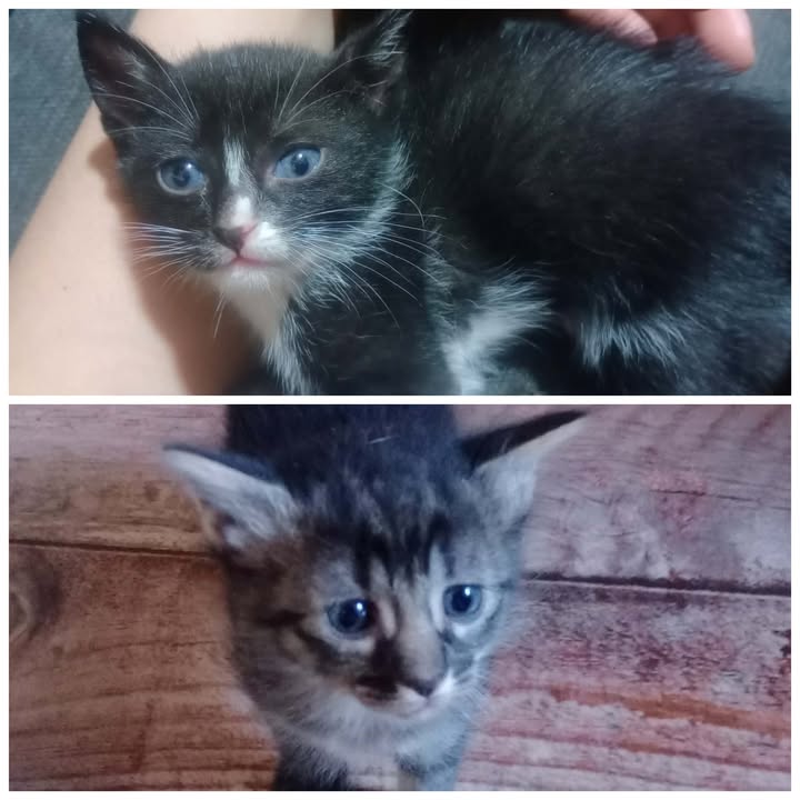 597943870_904459725582725_2713409210336462782_n