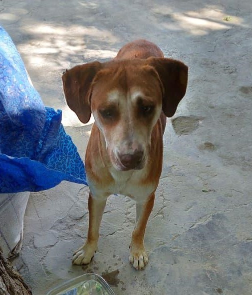 ¿De quién es este perrito?