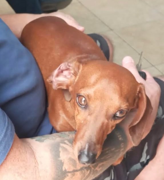 ¿De quién es esta perrita?