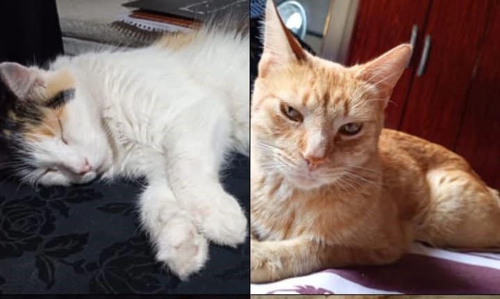 611096557_1364716472117900_3209129019985918021_n