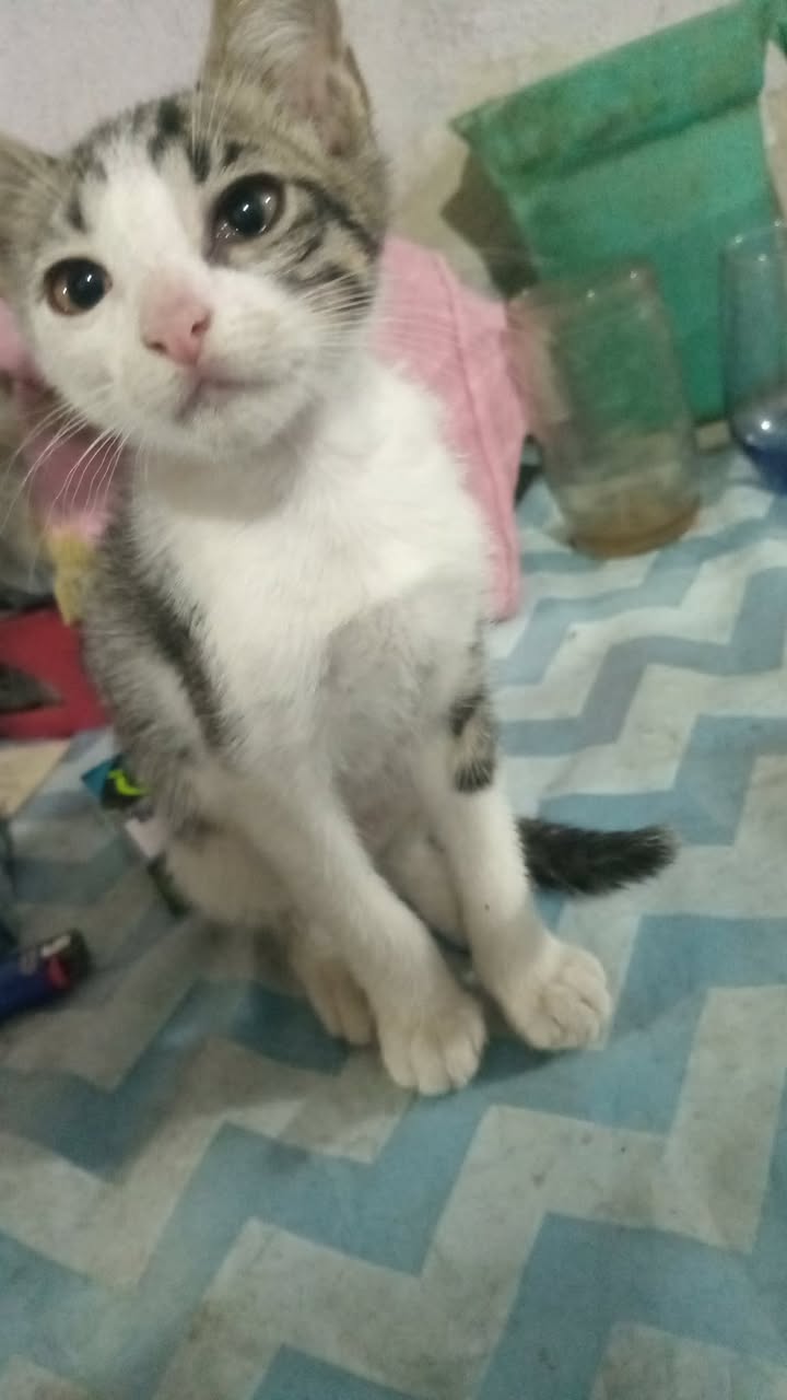 Adopción responsable