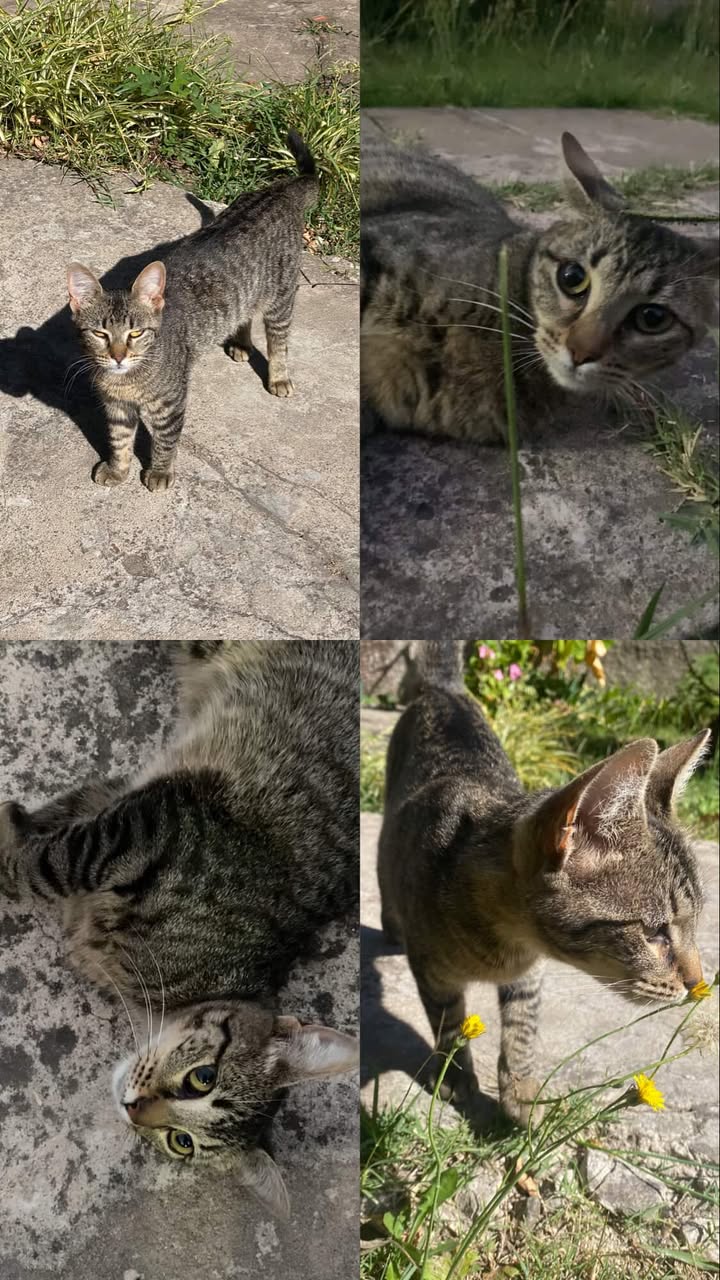 614901262_896925512840133_7762696192138972480_n