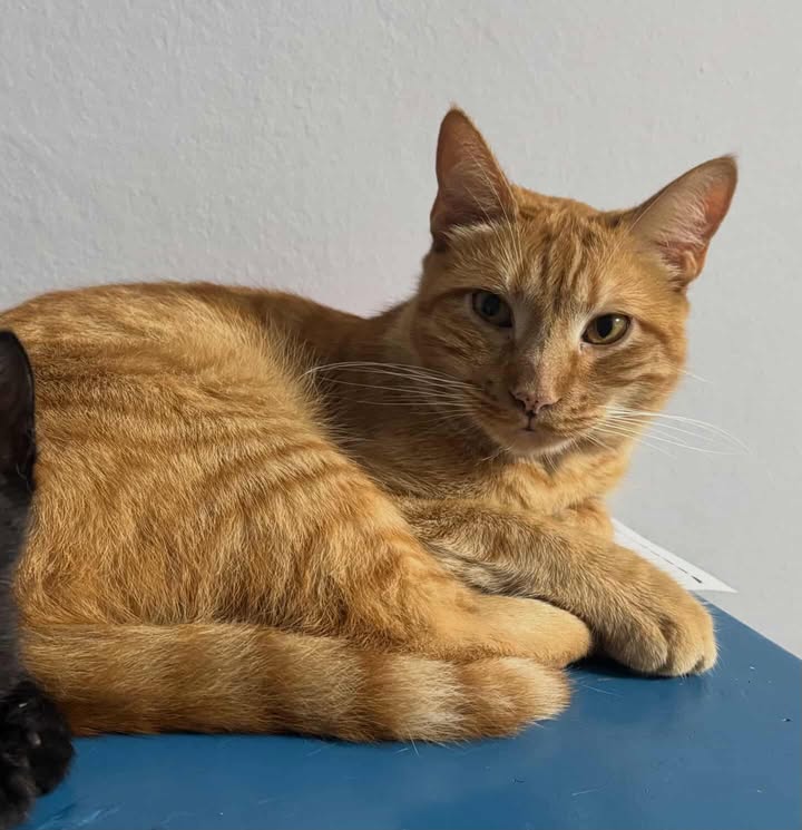 620607210_860896150150385_9178561053222709651_n