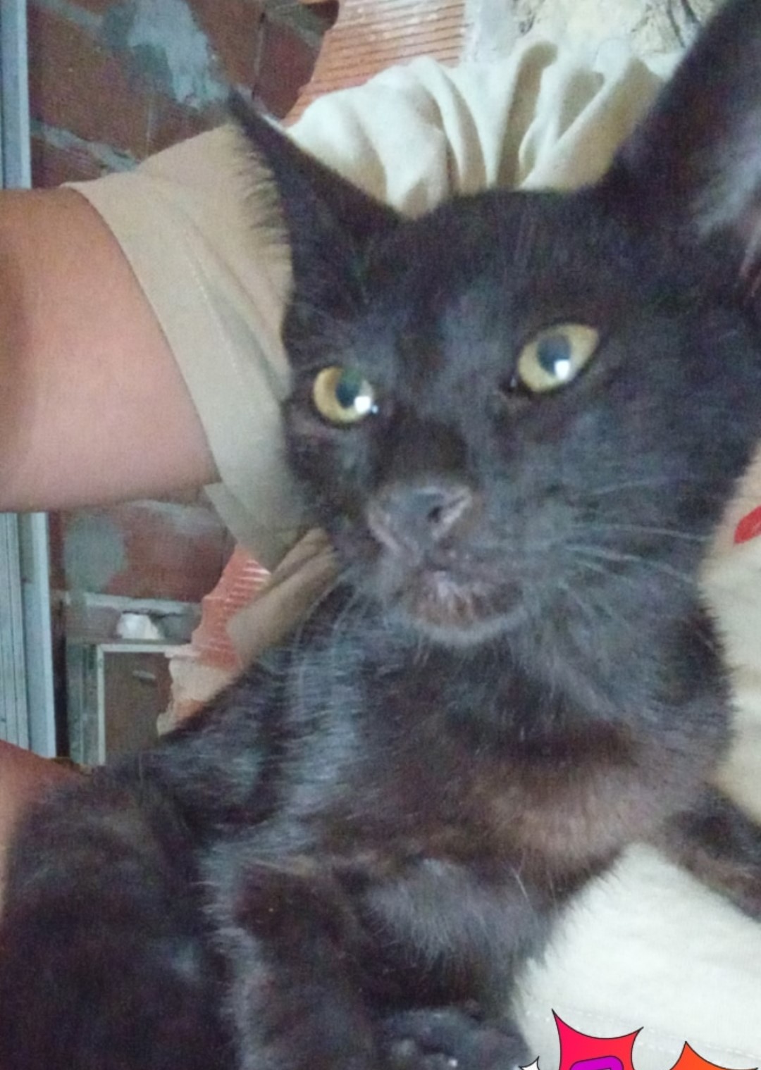 Adopción responsable