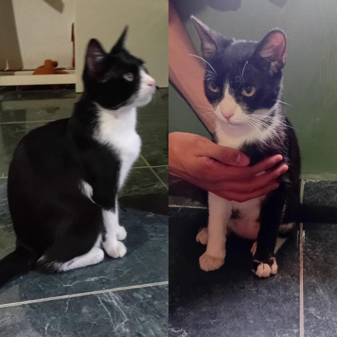 Adopción responsable