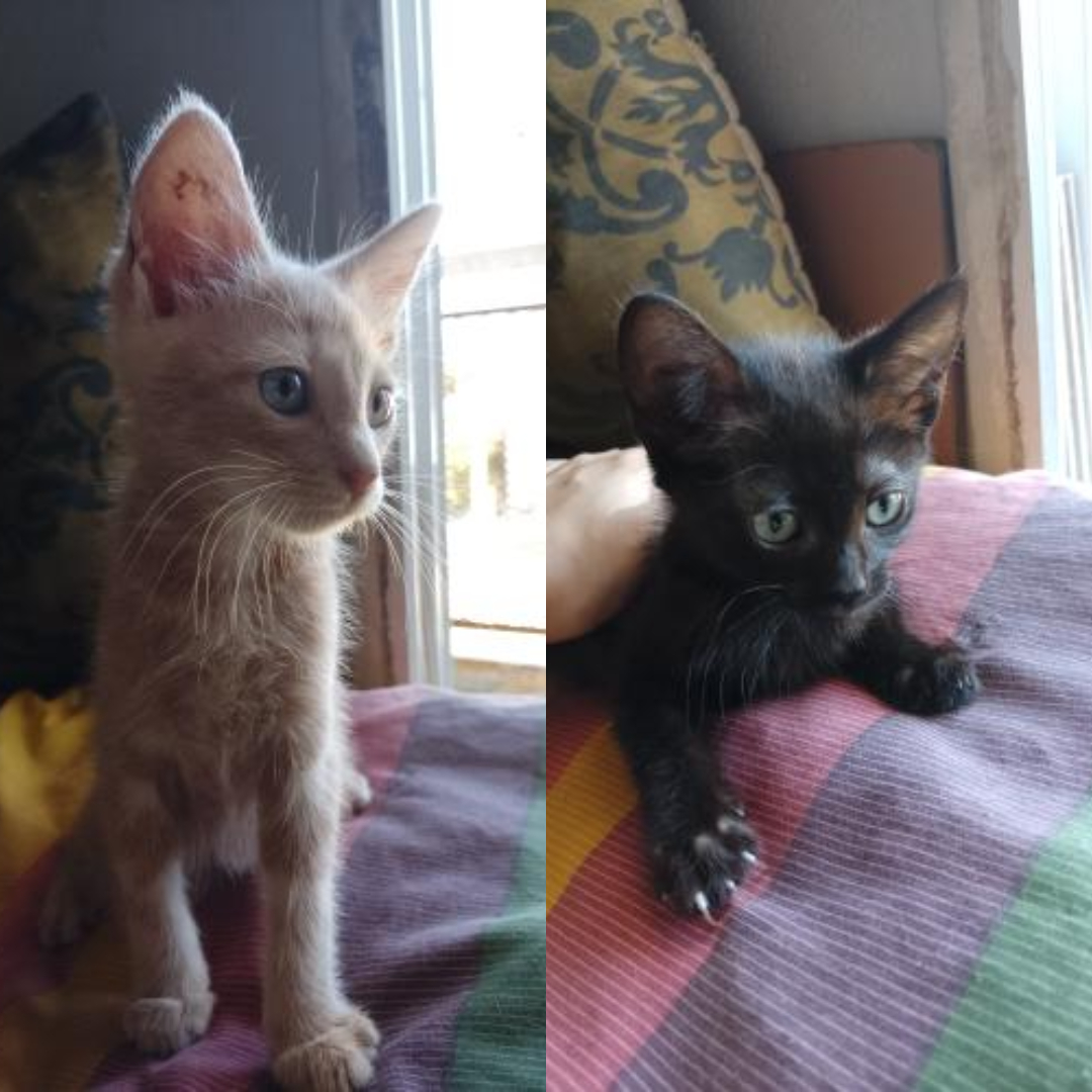 Adopción responsable