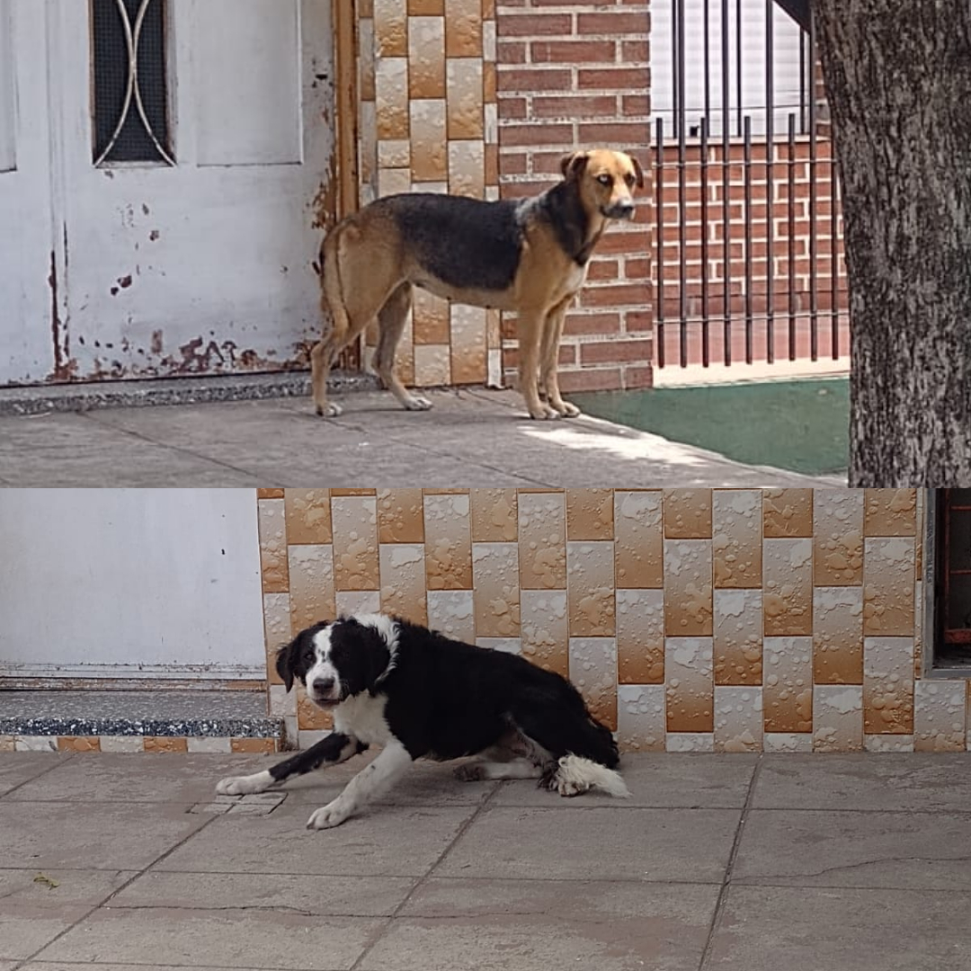 ¿De quién son estos perritos?