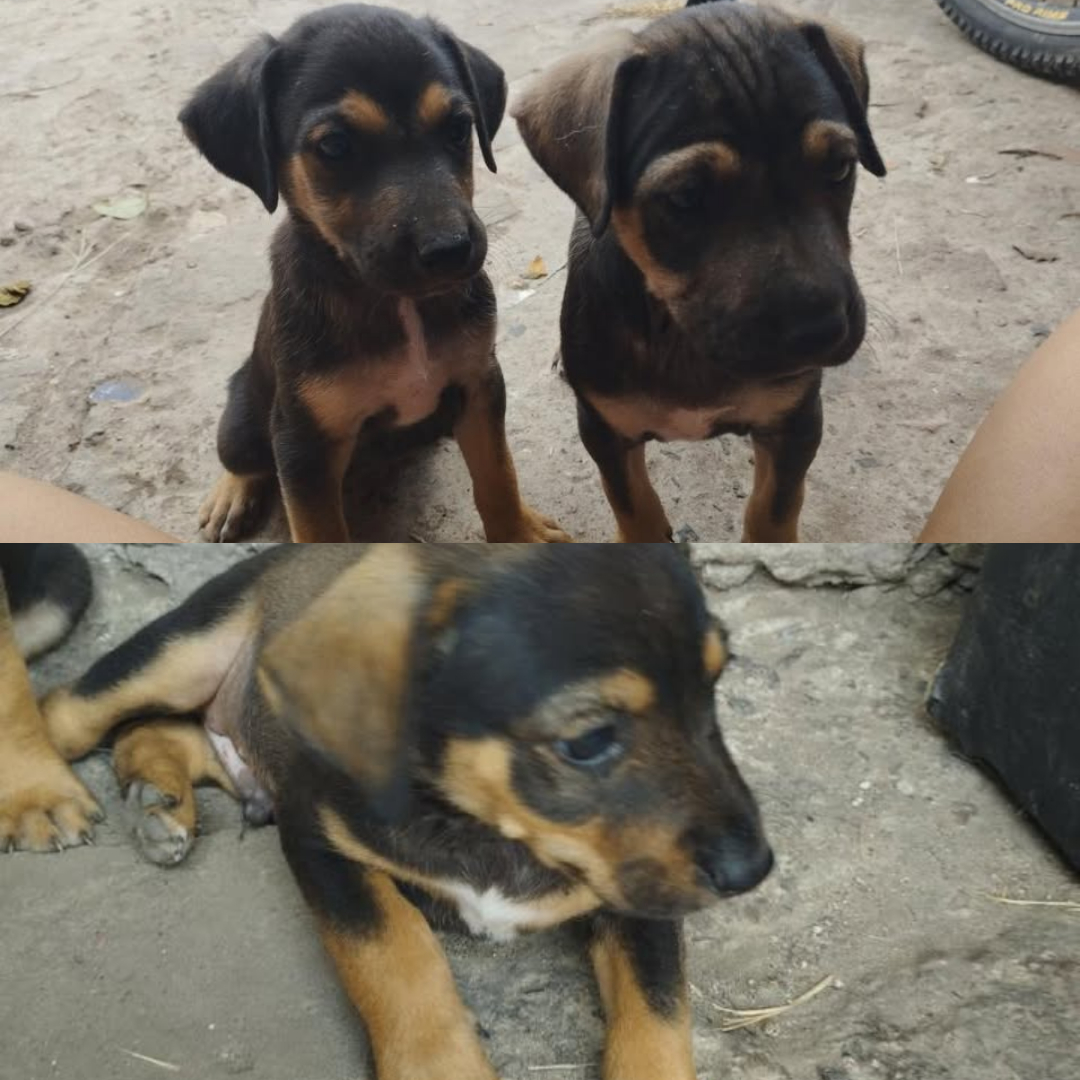 Adopción responsable