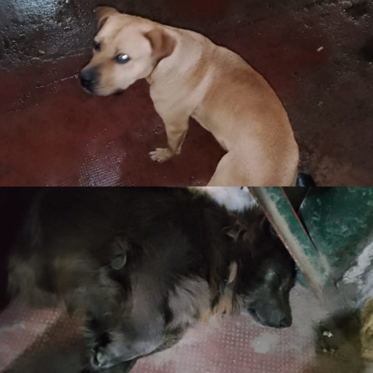 Web_Photo_Editor (2)