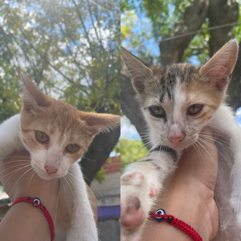 Web_Photo_Editor (3)