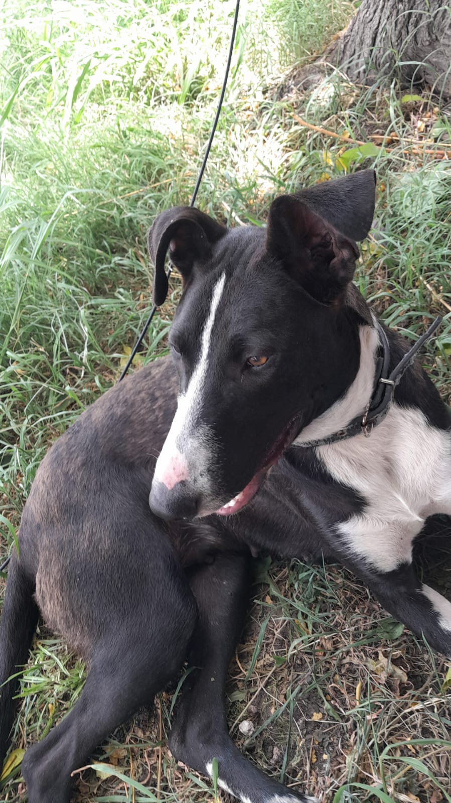 ¿De quién es esta perrita?