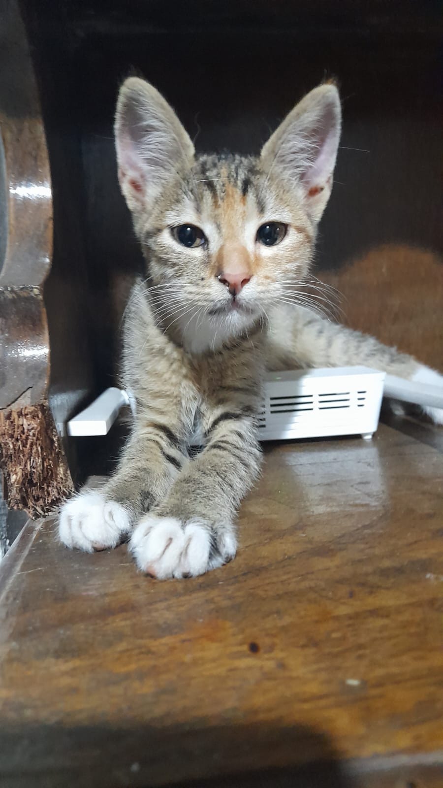 Adopción responsable