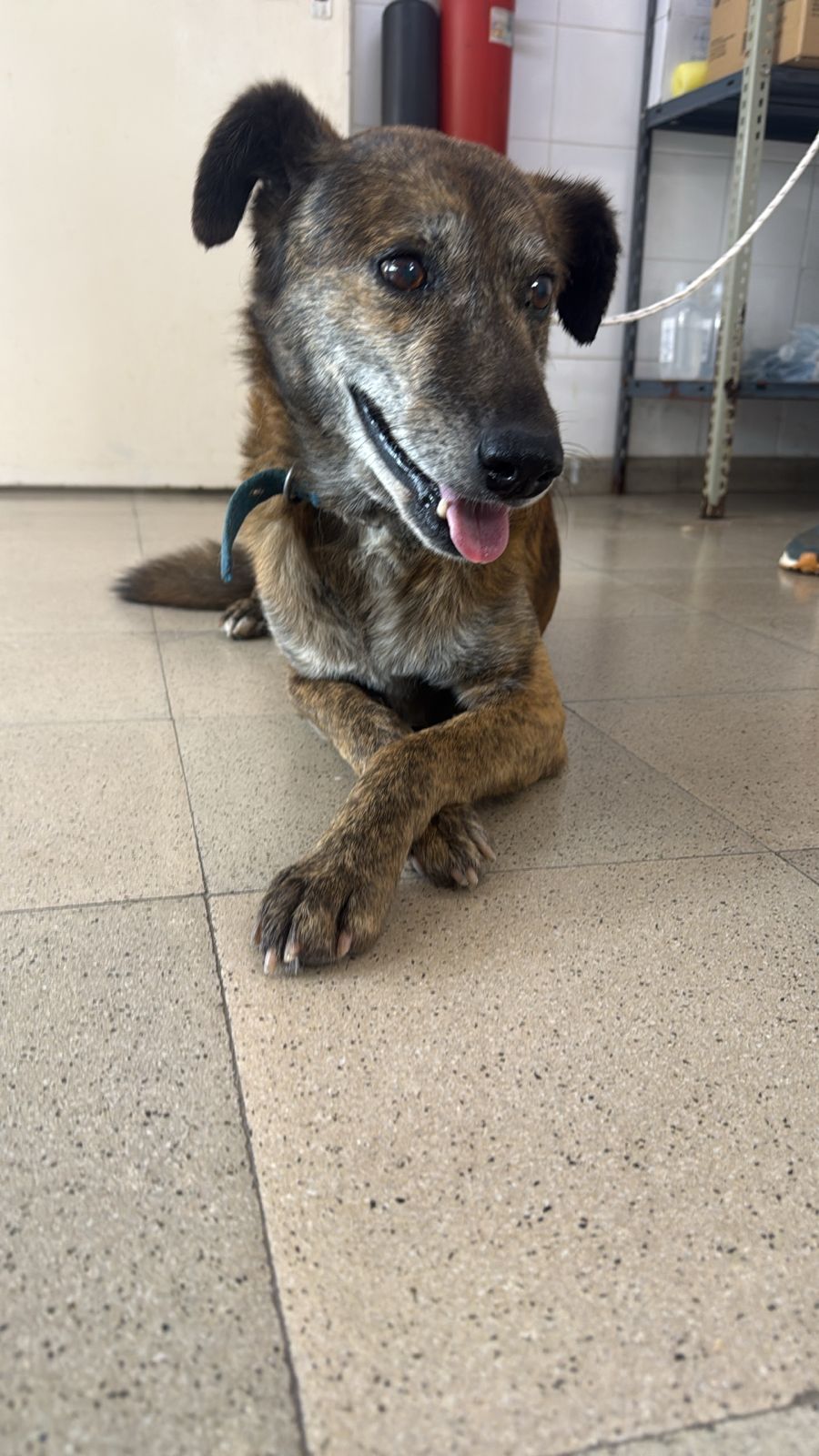 Adopción responsable