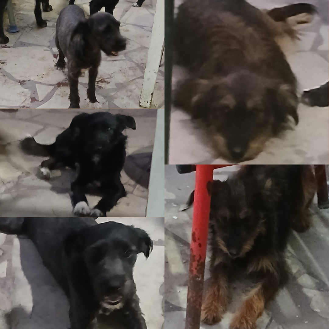 Adopción responsable