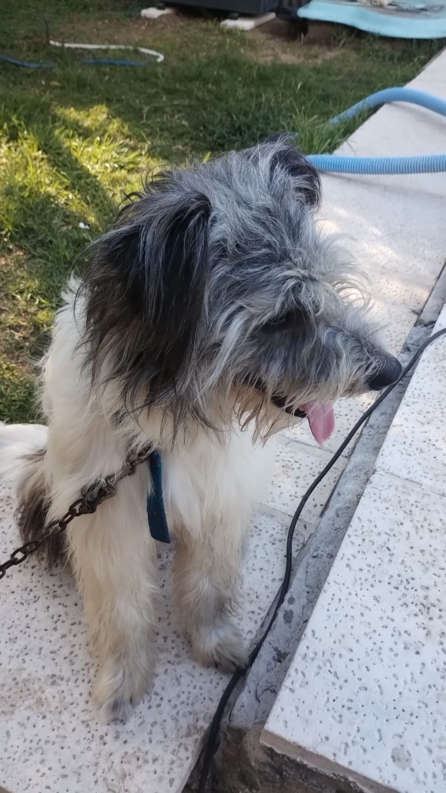 Adopción responsable