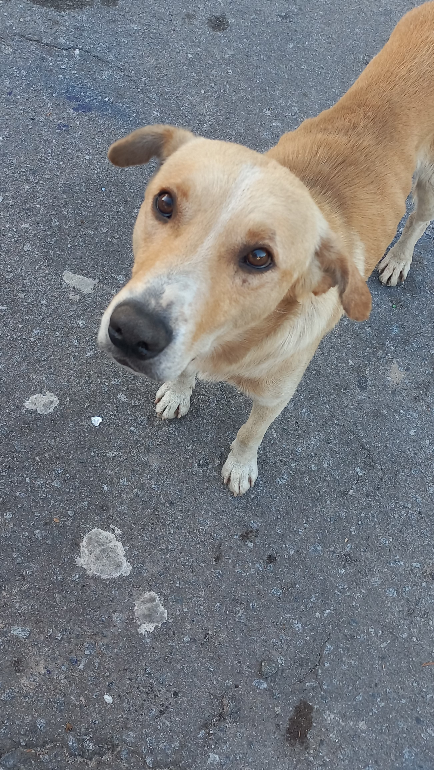 Adopción responsable