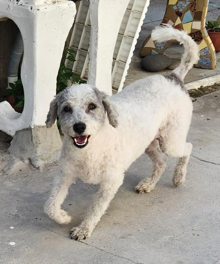 623102212_2095081484645951_5566535799161750683_n