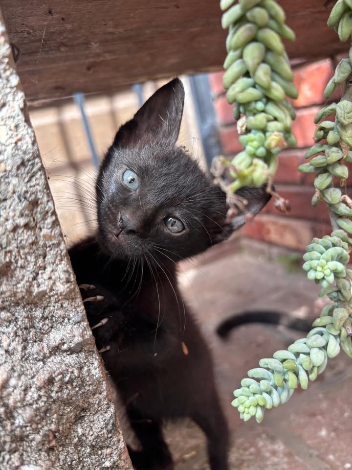 624591973_880710271341897_9148217434278508725_n