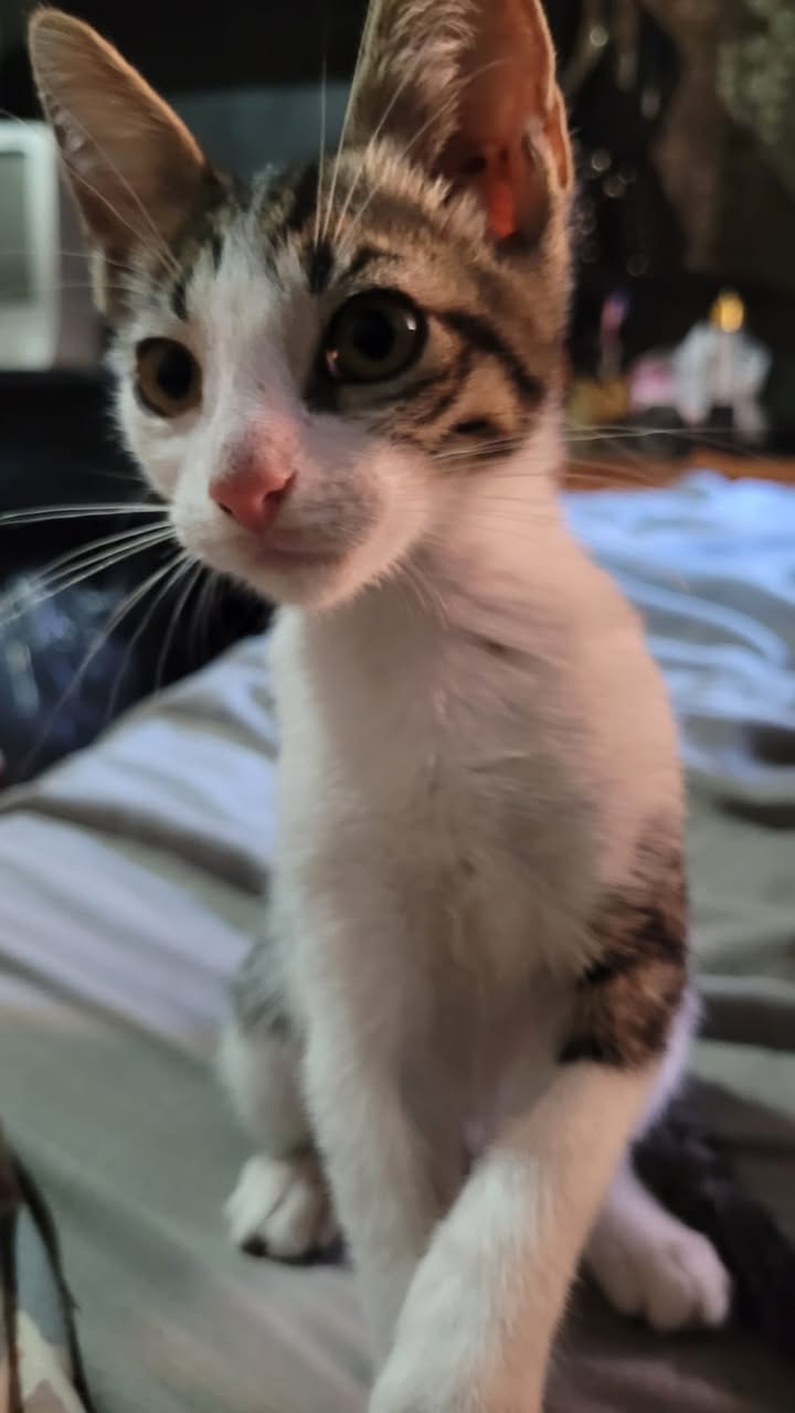 Adopción responsable