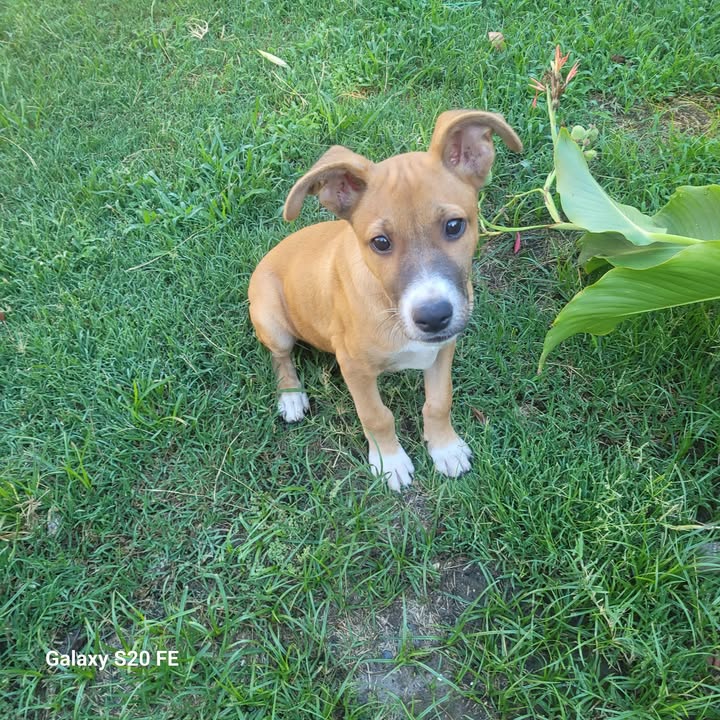 Adopción responsable