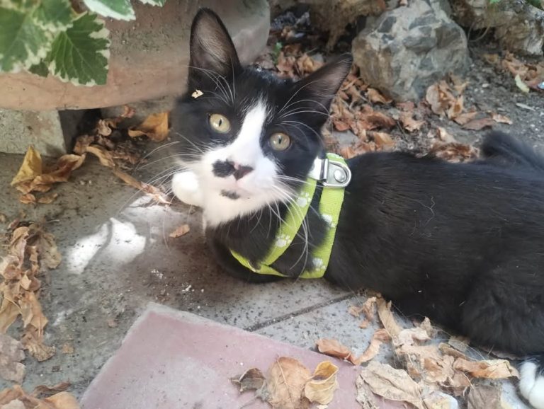 638736885_1250725303092615_1545179636725275643_n