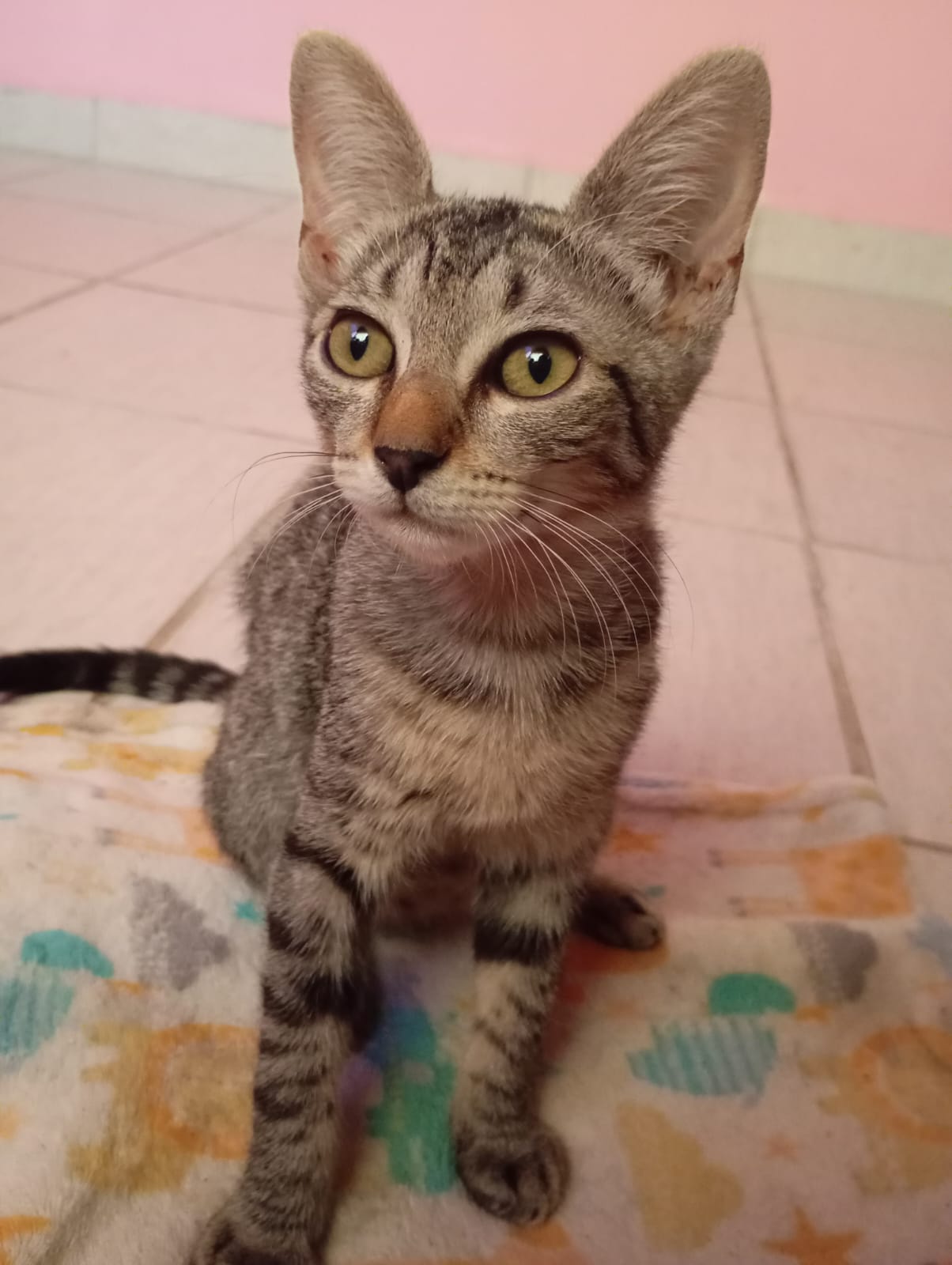 Adopción responsable