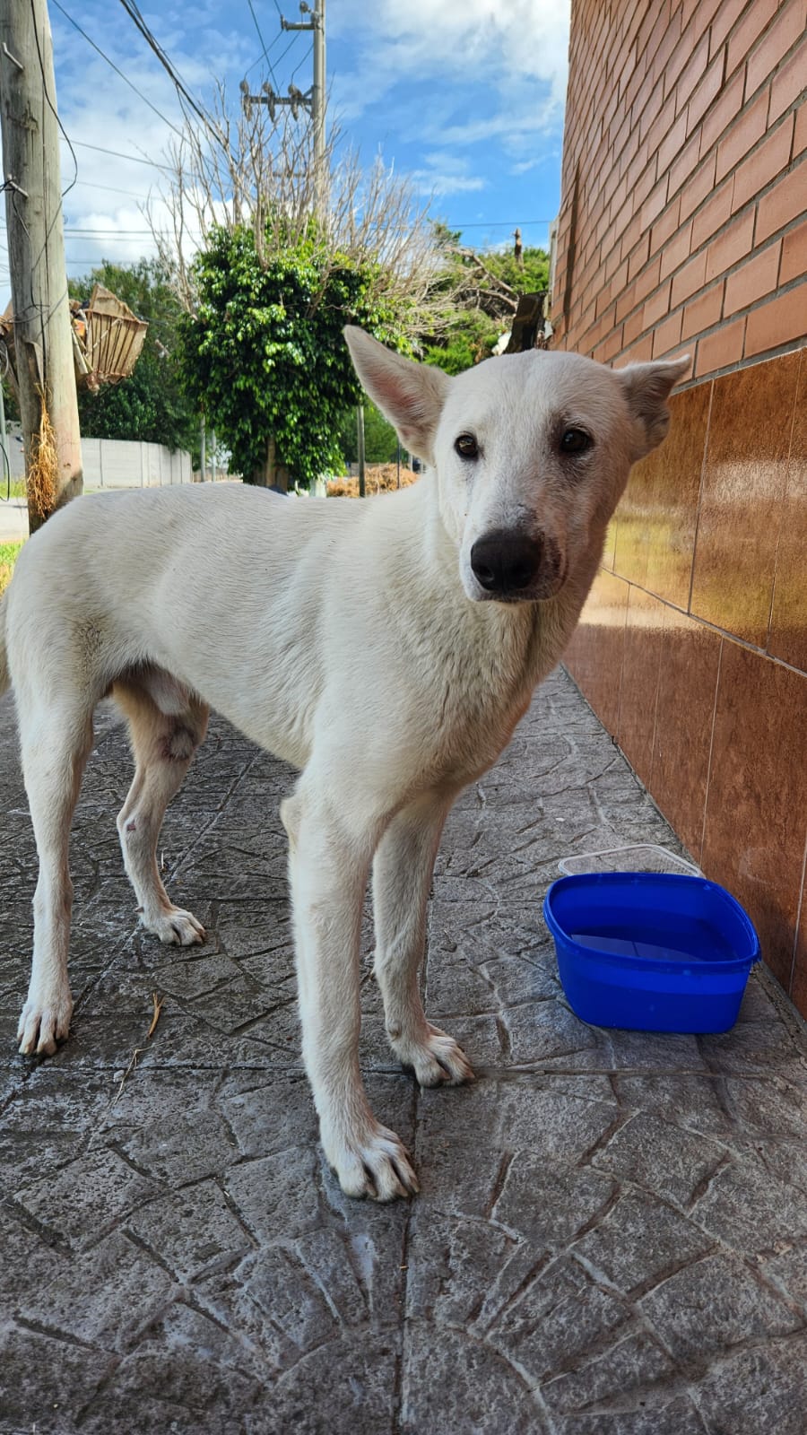 Adopción responsable
