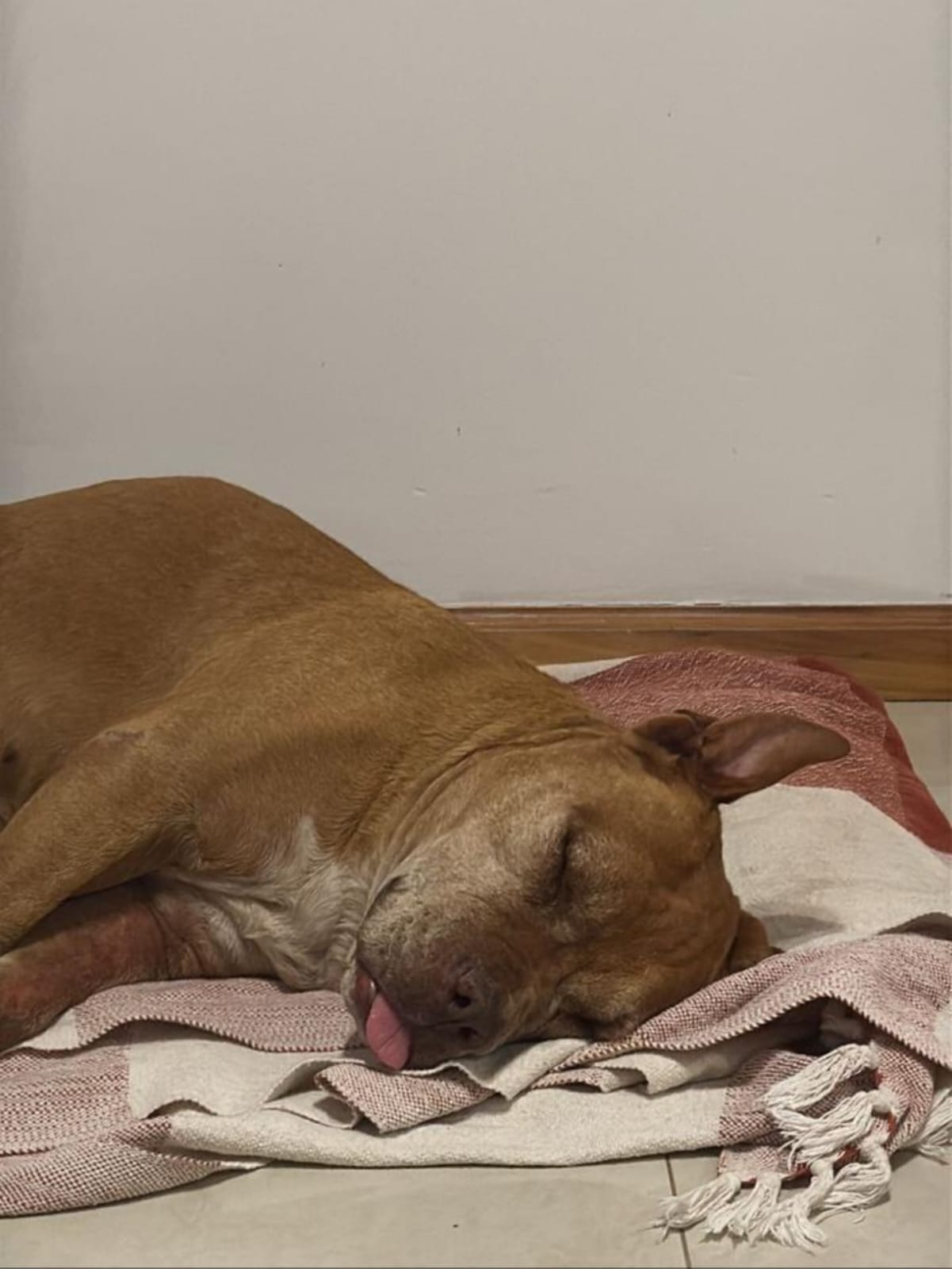 Adopción responsable