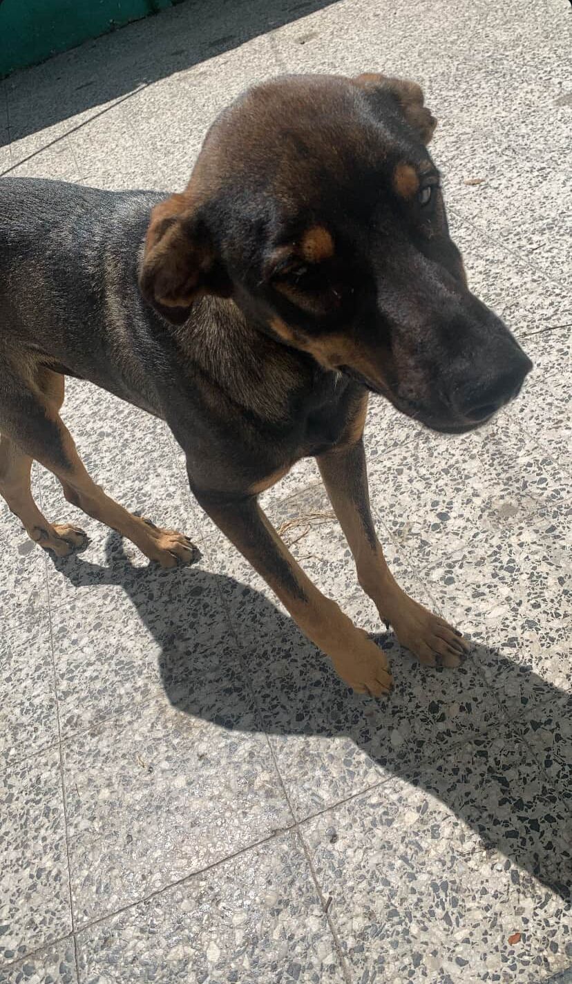 Adopción responsable