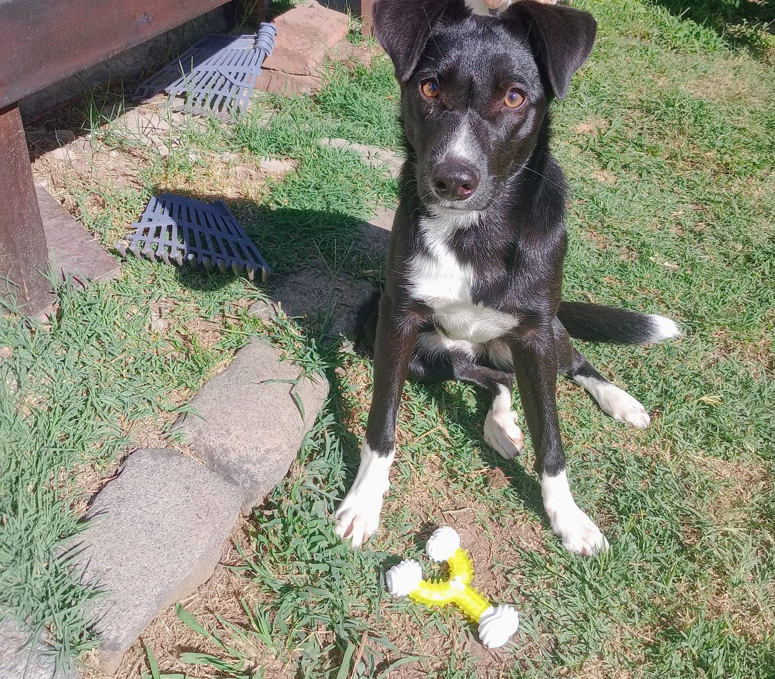 ¿De quién es esta perrita?