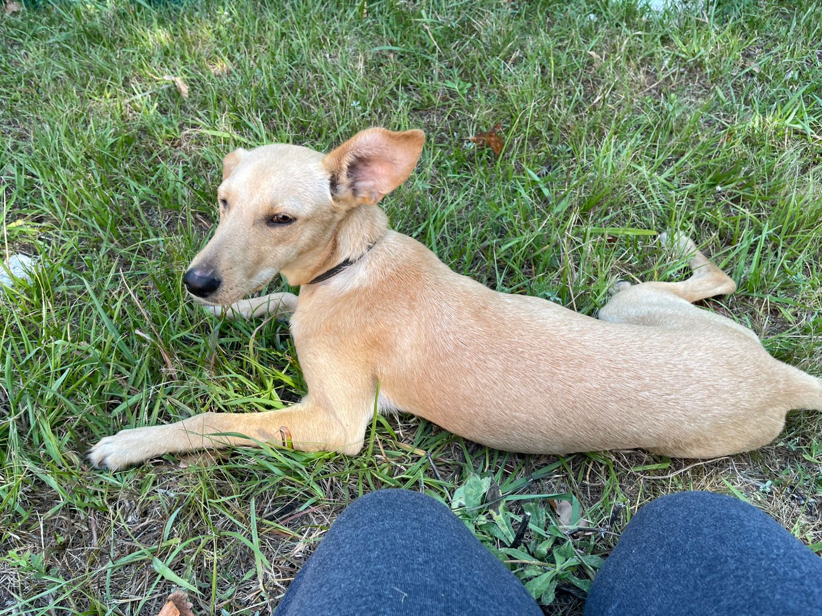 ¿De quién es esta perrita?