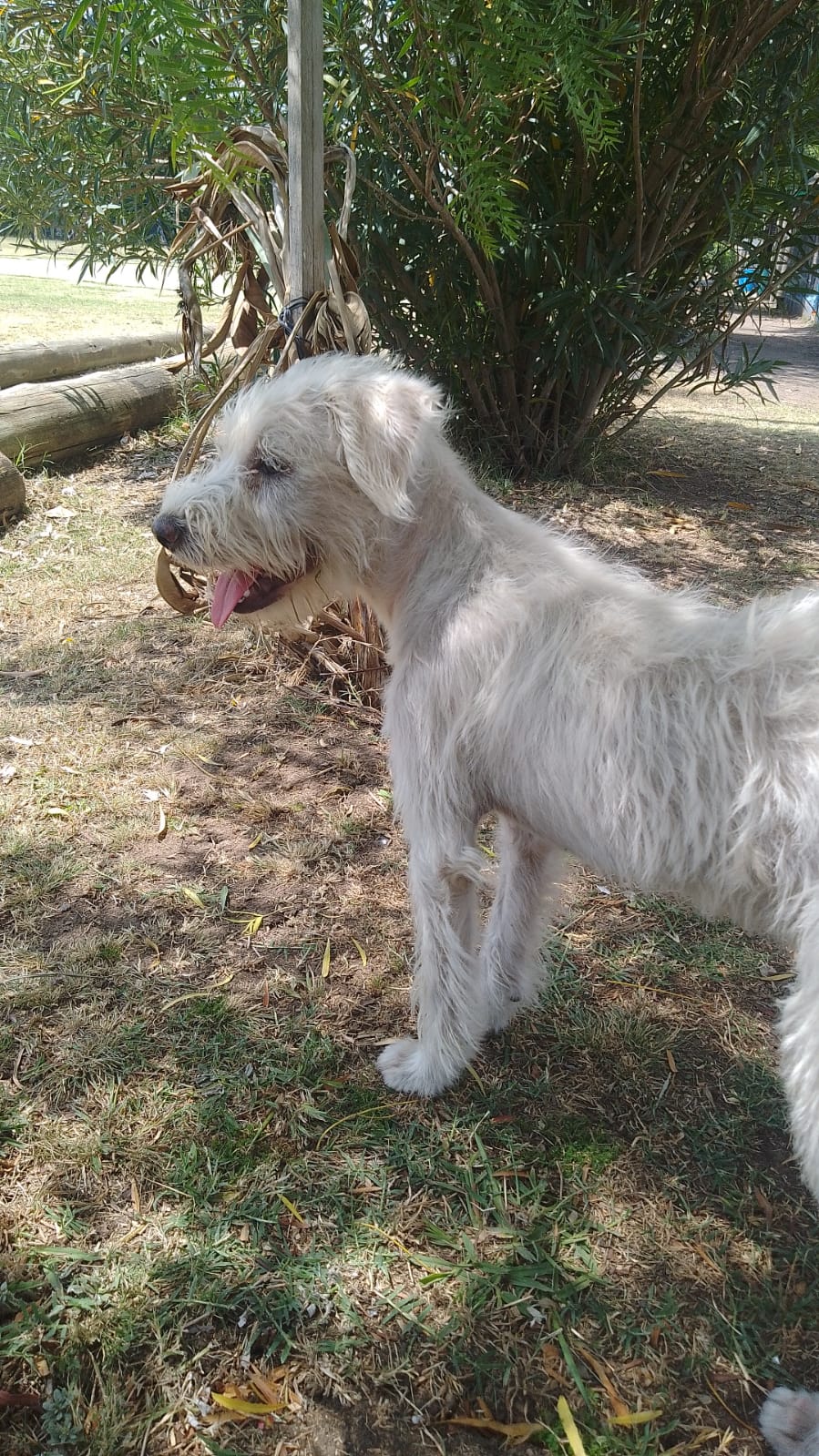 ¿De quién es esta perrita?