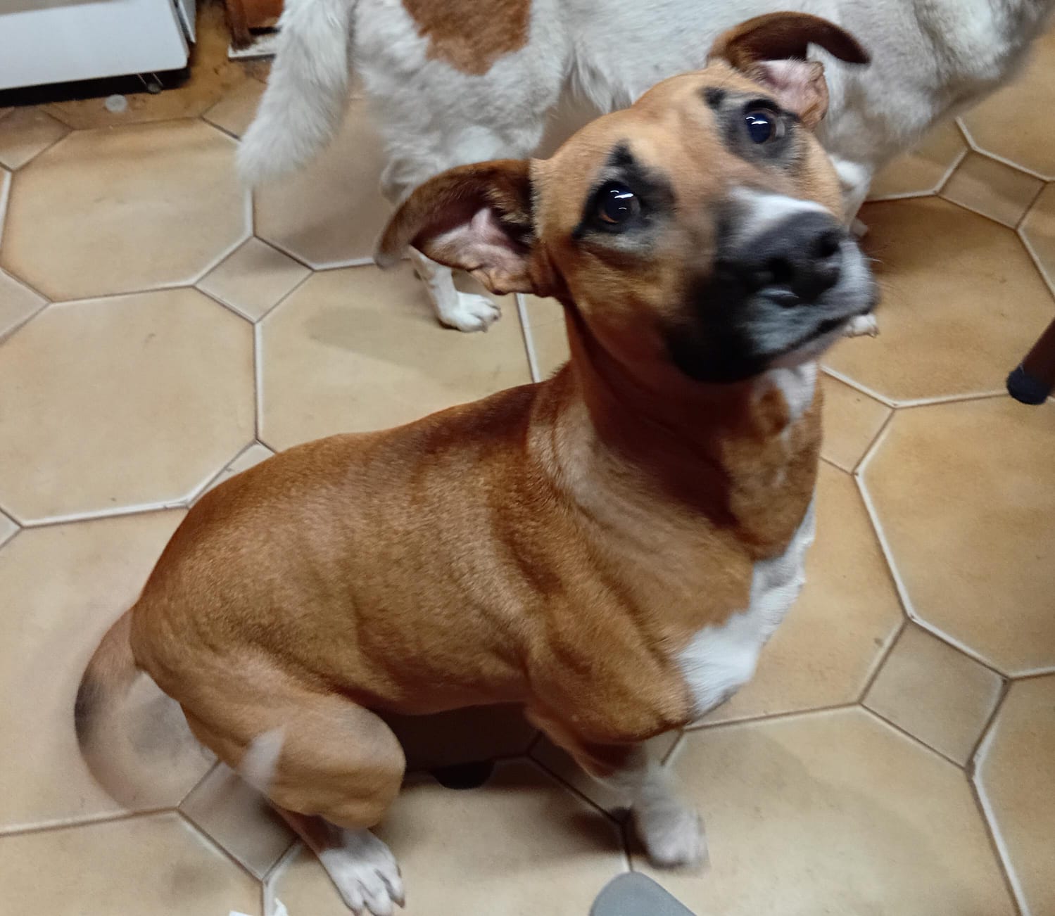 Adopción responsable