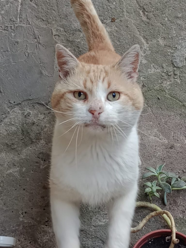 20ded4e2-2ae6-474d-b09c-5f3ca27dc821